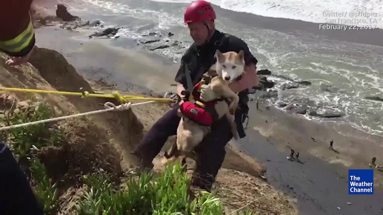 Dog Rescued from Cliff at Fort Funston