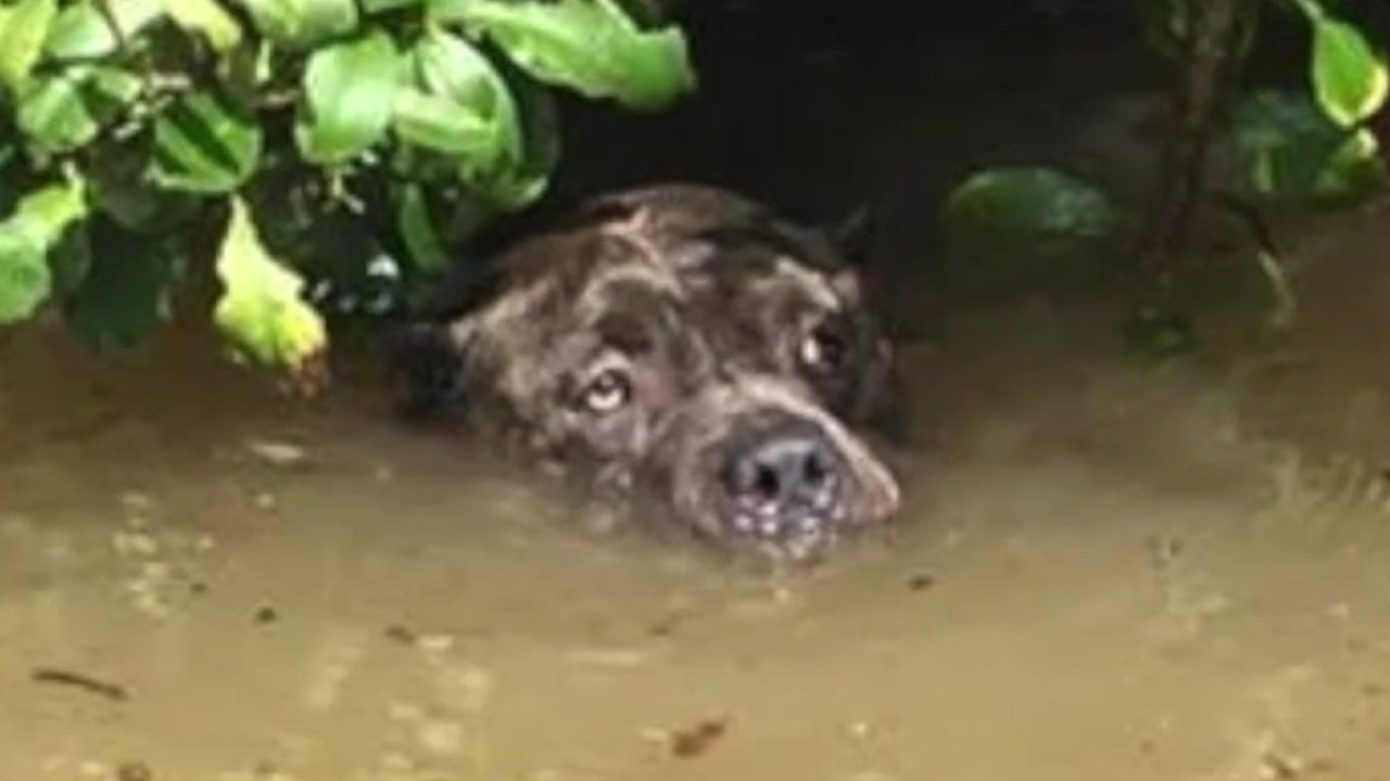 Dog Rescued from Louisiana Flood Reunites with Owner
