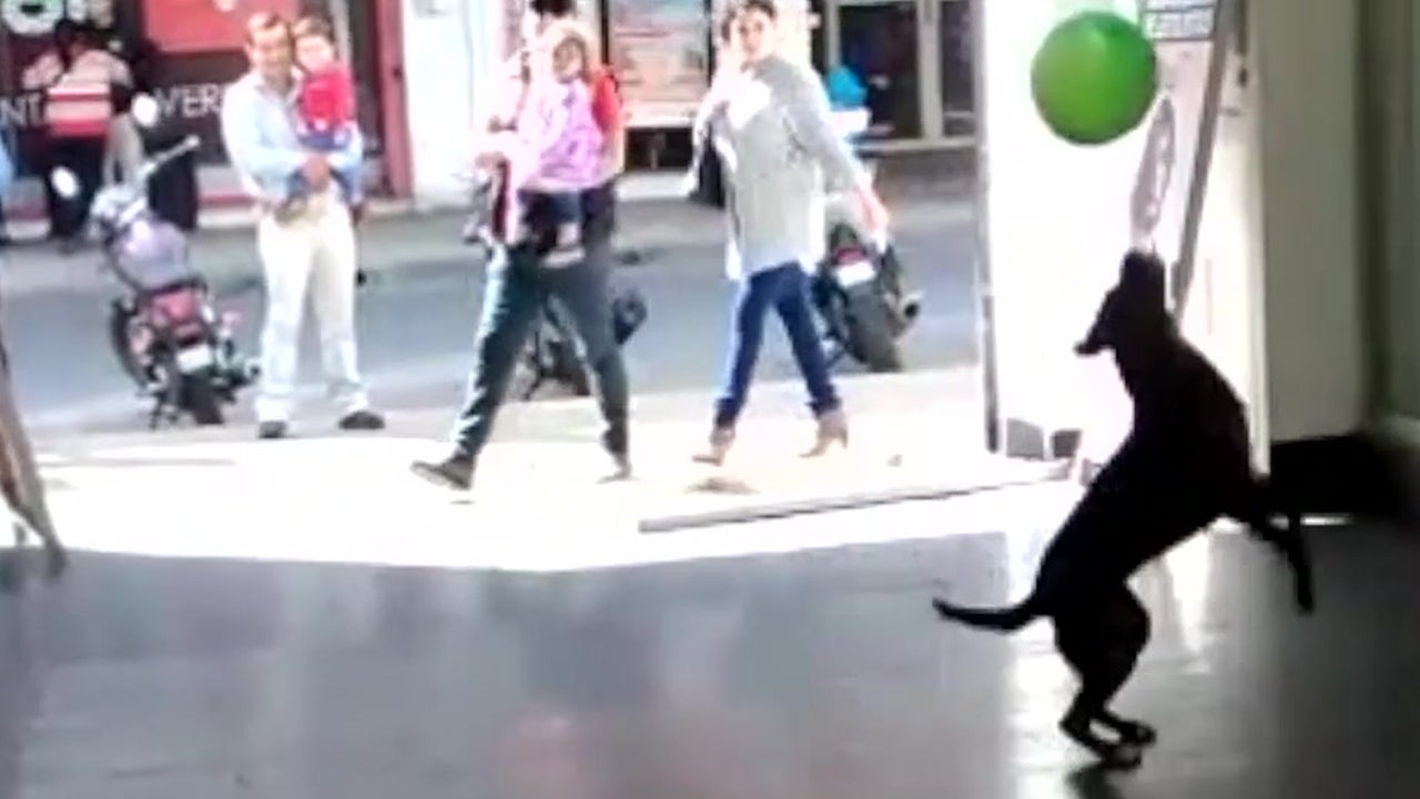 Dog Shows Off Balloon Bouncing Trick