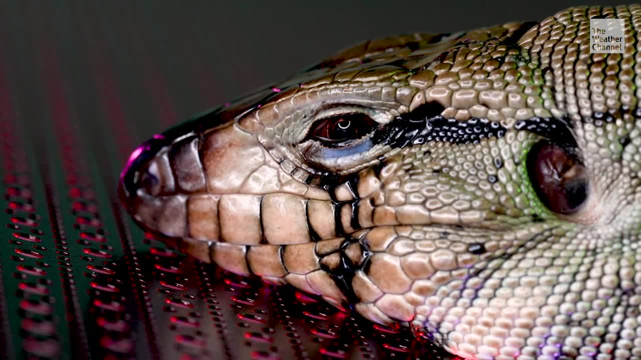 Dog-Sized Lizards Pose Problem in Florida