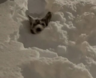 Dog Struggles In Record North Platte Snowstorm