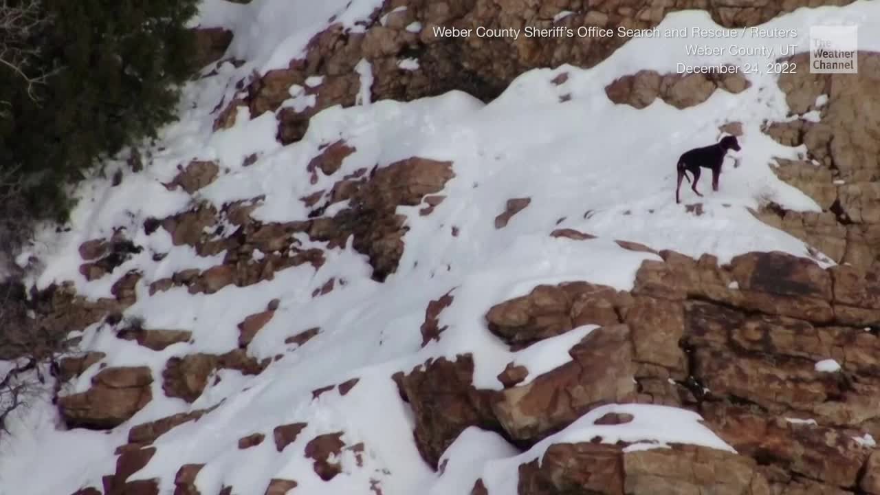 Dog Stuck In Utah Mountains Rescued With Drone, 7 Hour Operation