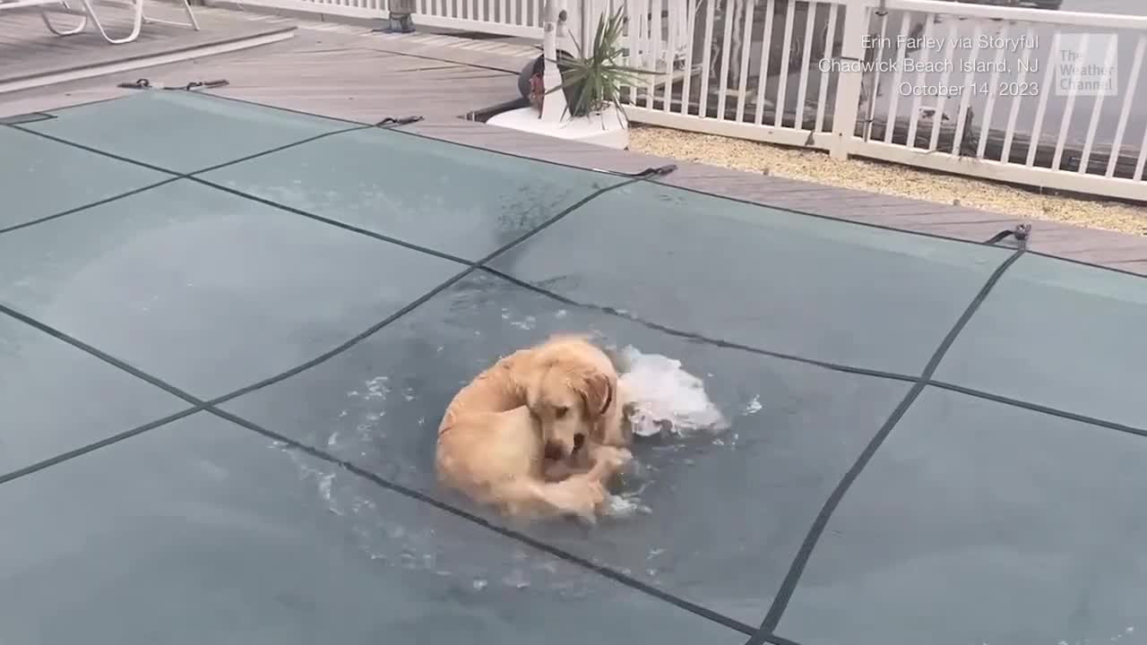 Dog Trespasses To Go Swimming