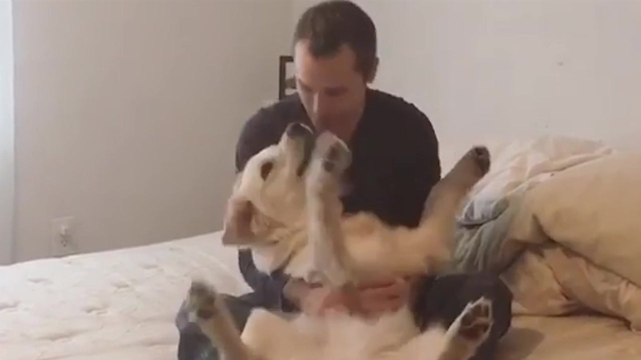 Dog ‘Trust Falls’ into Owner’s Arms