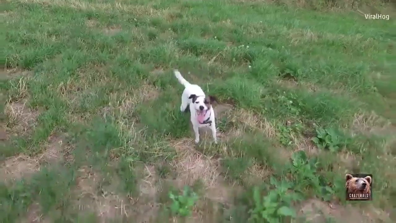 Dog vs. Drone