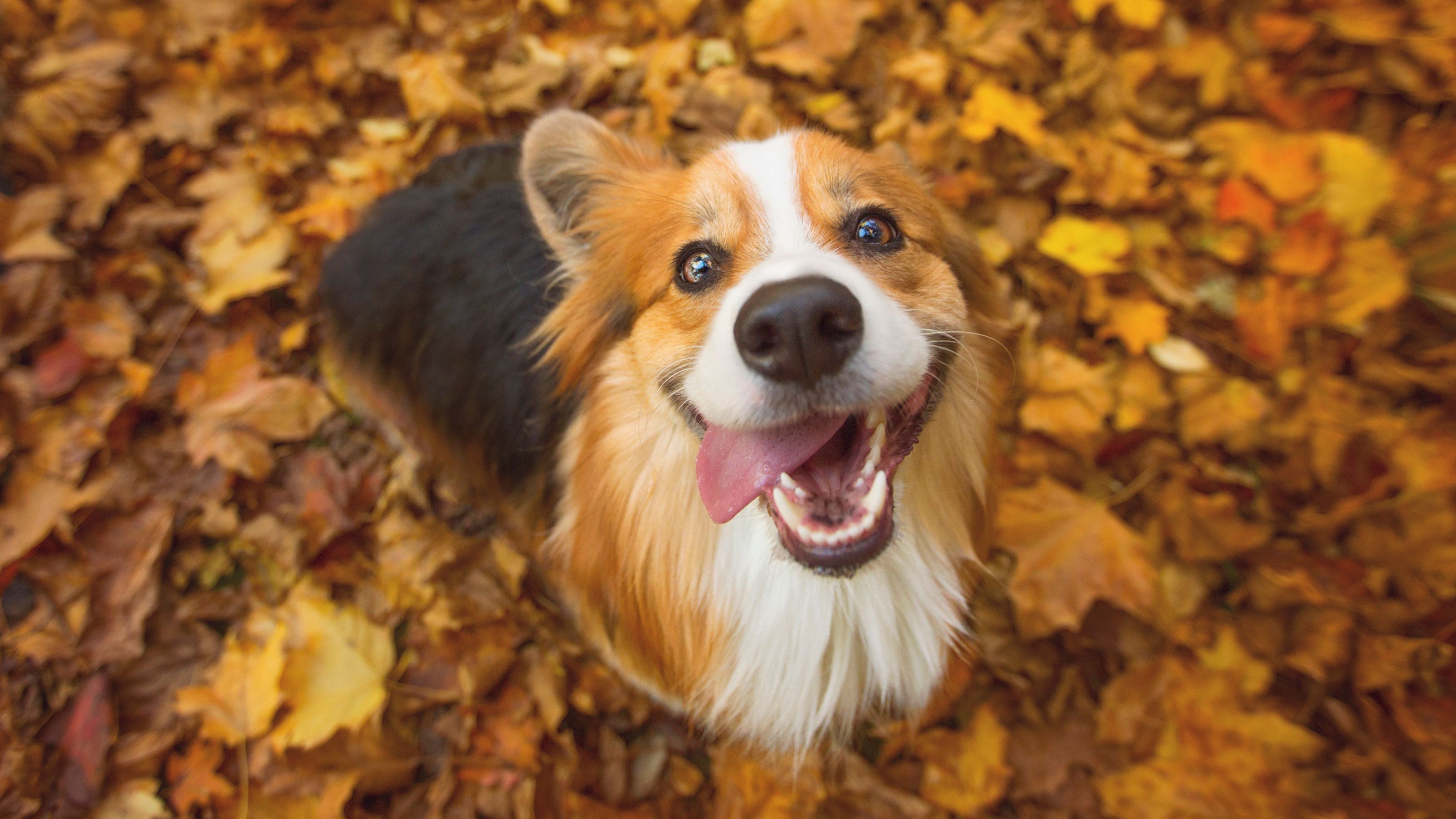 Why your dog gets a burst of energy when fall weather arrives