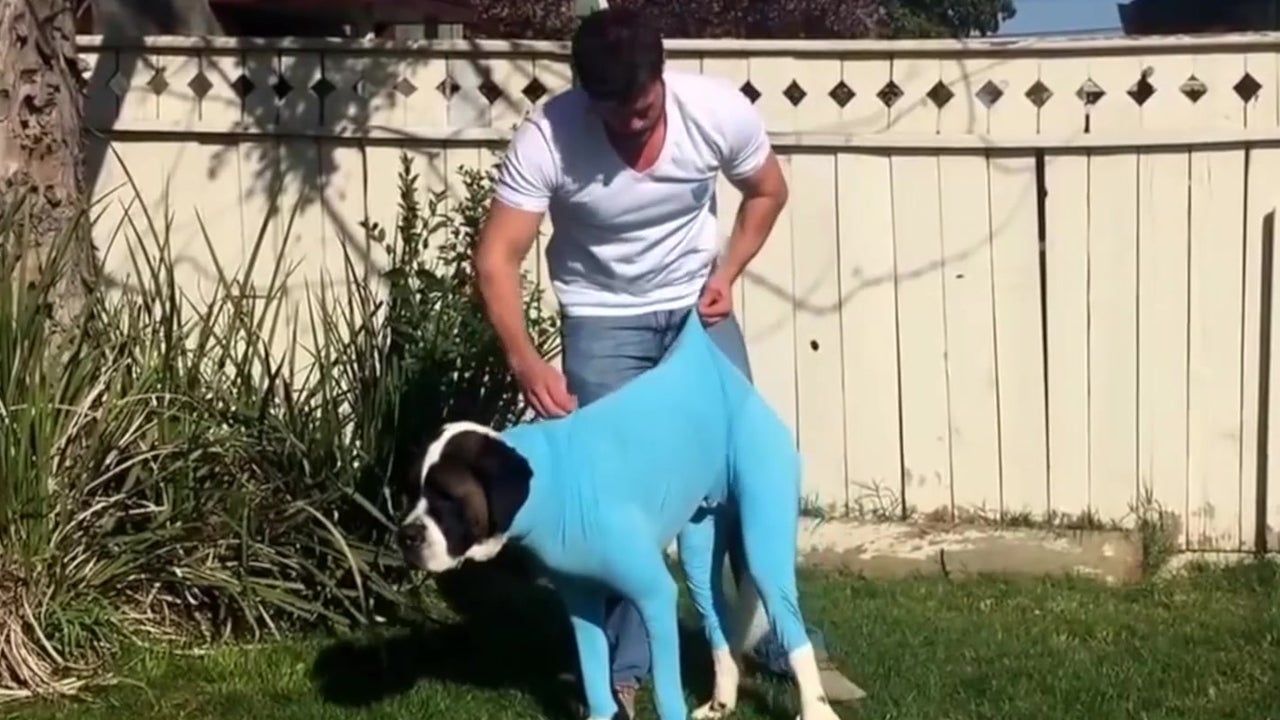 Doggie Leotards Can Be Practical