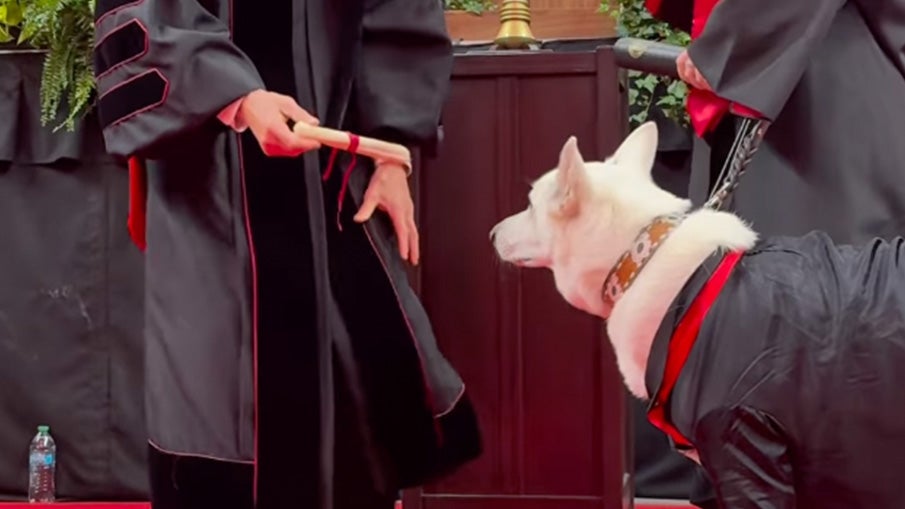 dog diploma2