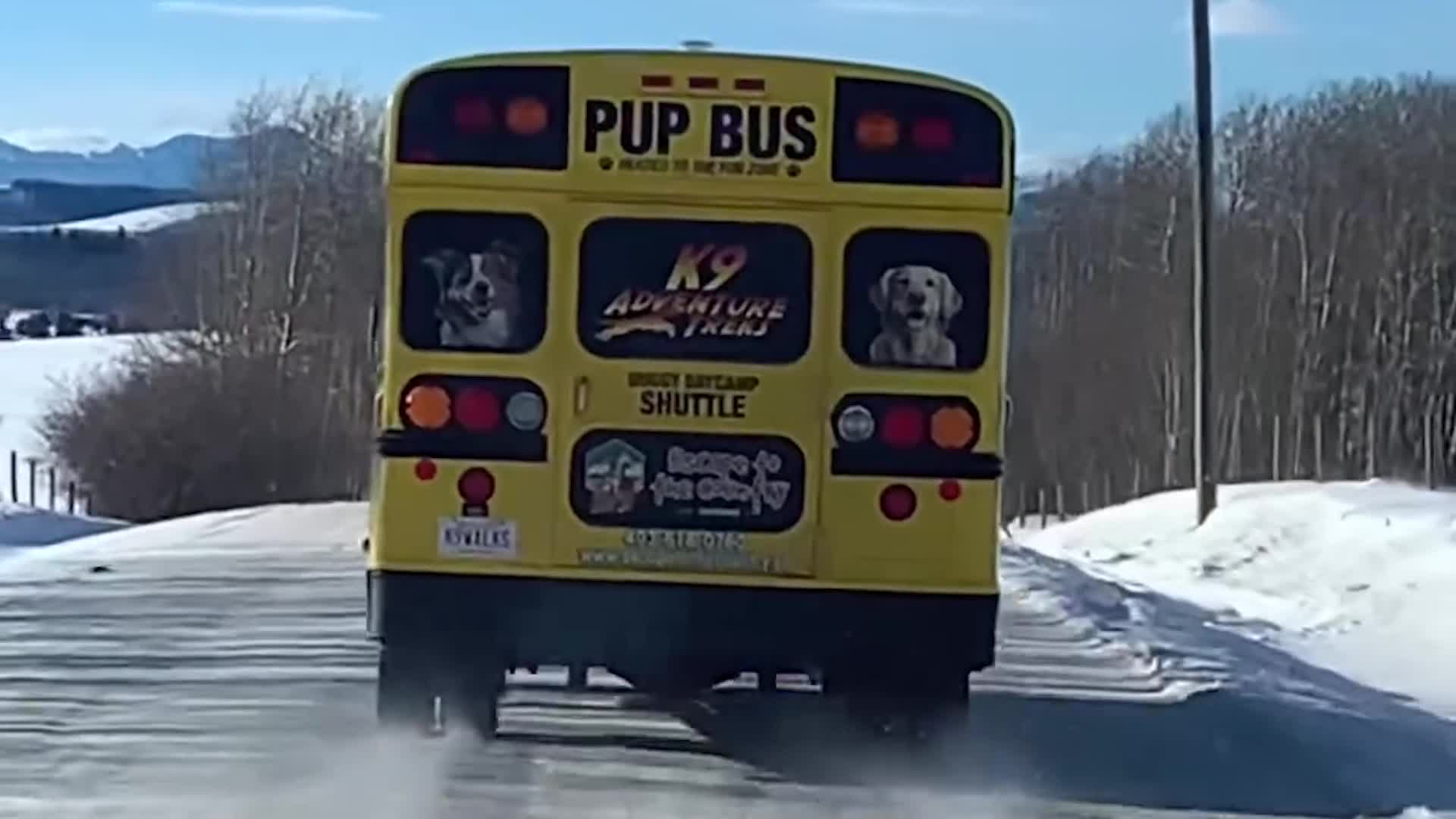 Dogs Are Thrilled To Board The Pup Bus