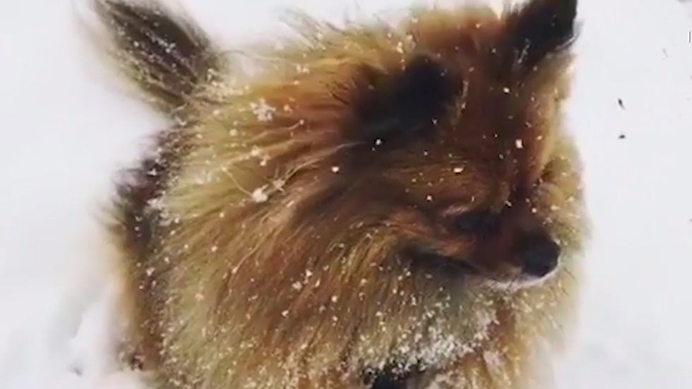 Dogs Can’t Get Enough Snow