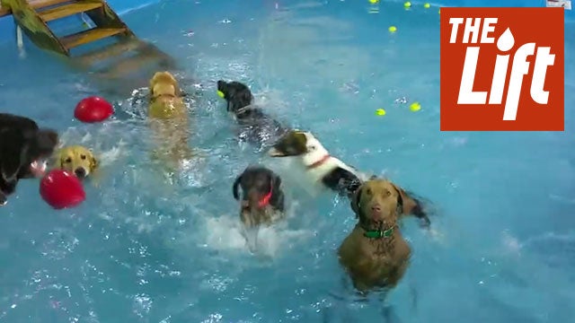 Dogs Enjoy Pool Party at Resort