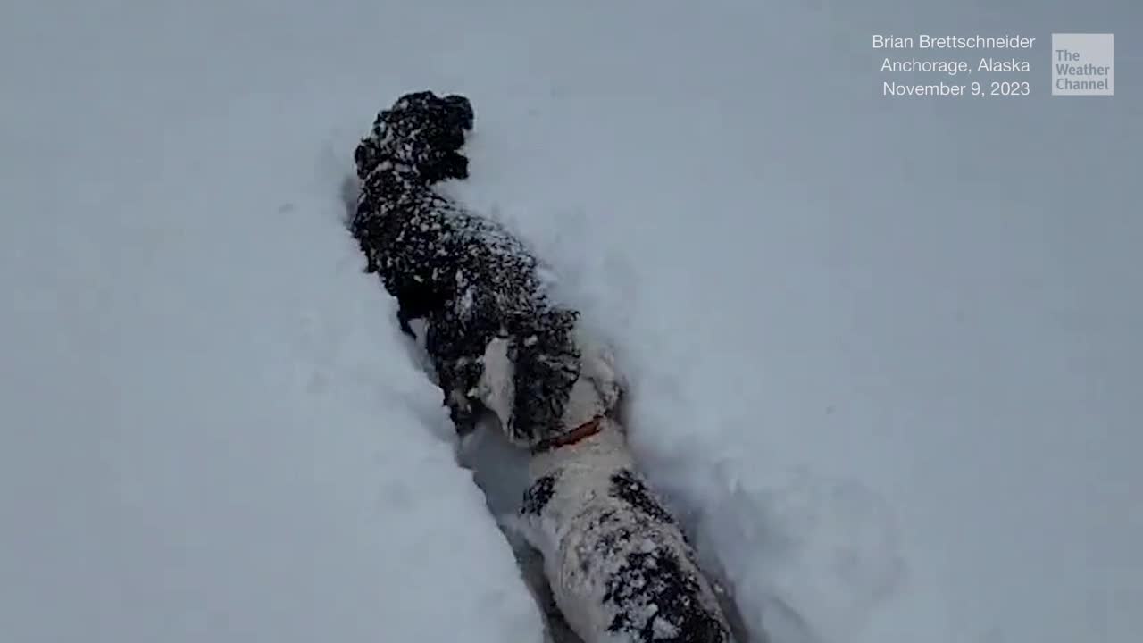 Dogs Frolic In Snow Up To Their Ears