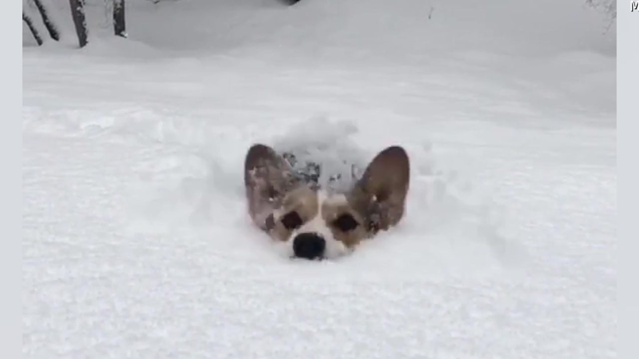 Dogs Have Love-Hate Relationship With Snow in Utah and Chicago