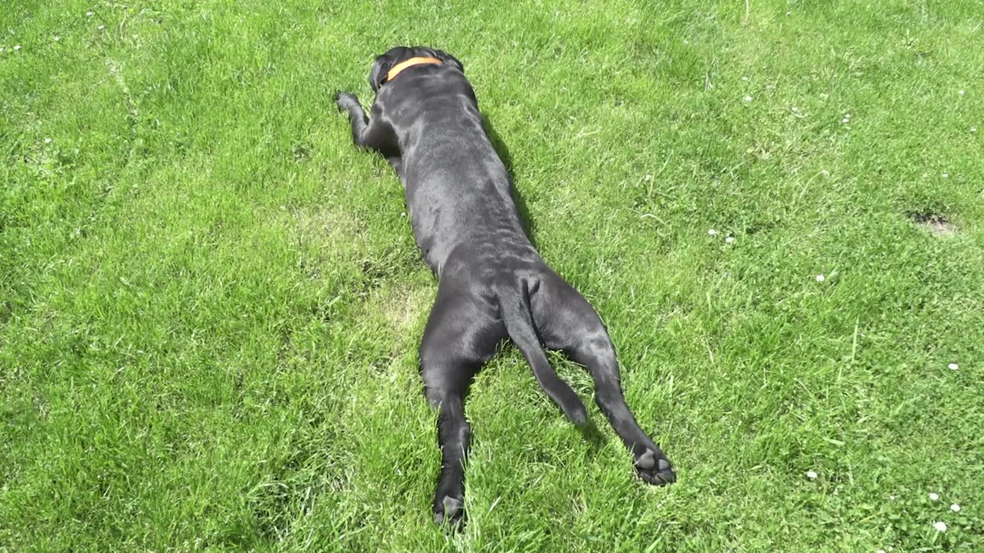 Dogs Need Sunscreen Too
