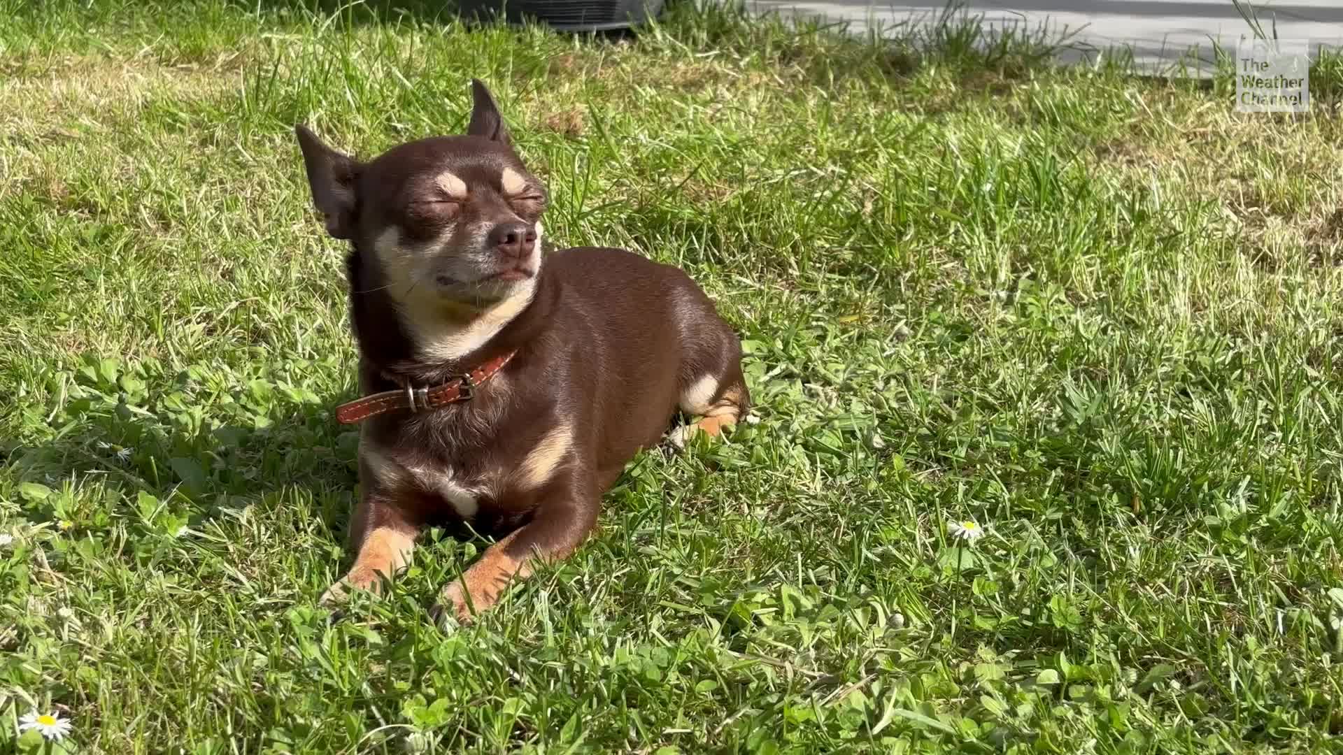 Dogs Need Sunscreen Too