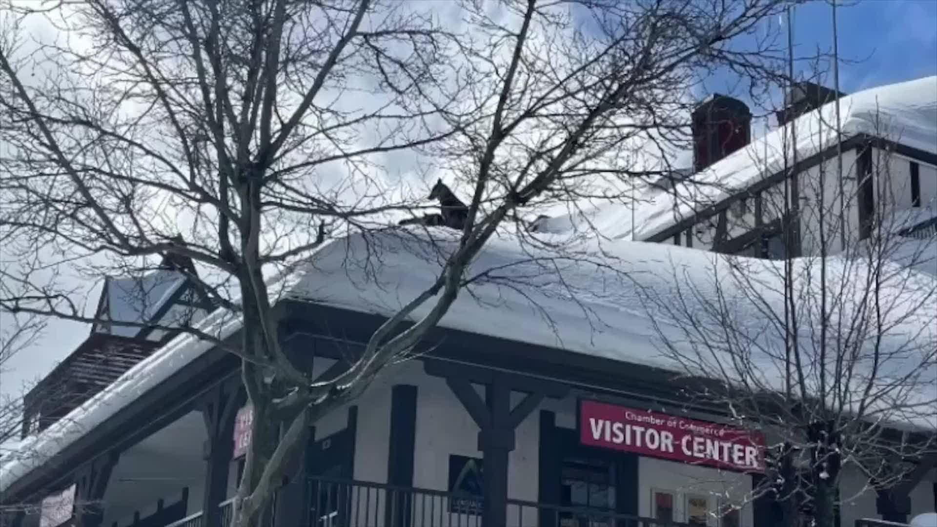 Dogs Rescued After Getting Stuck On Snowy Rooftop In California