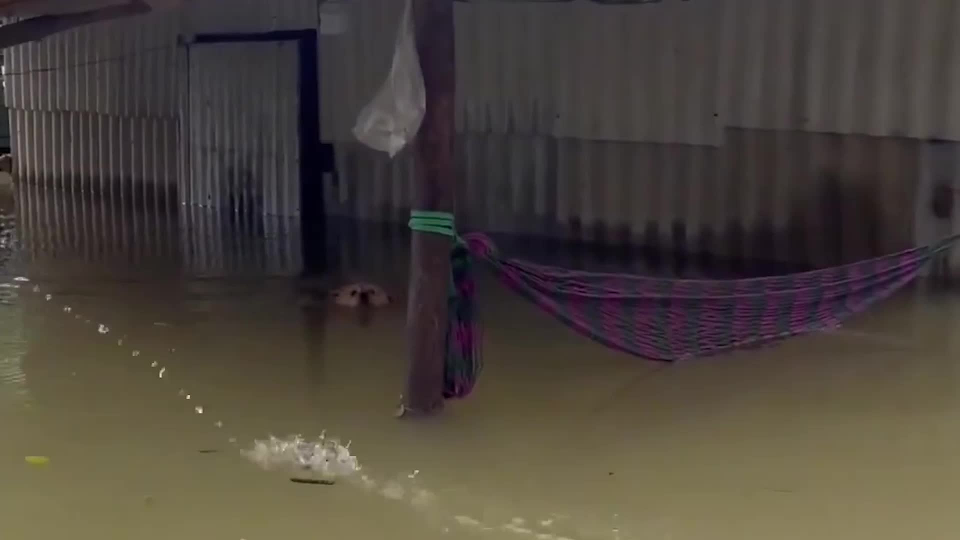 Dogs Rescued From Flooding In Heavy Rain-Hit Vietnam