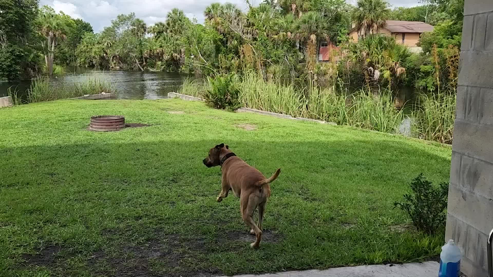 Dogs Shocked By Underwater, Splashing Creature