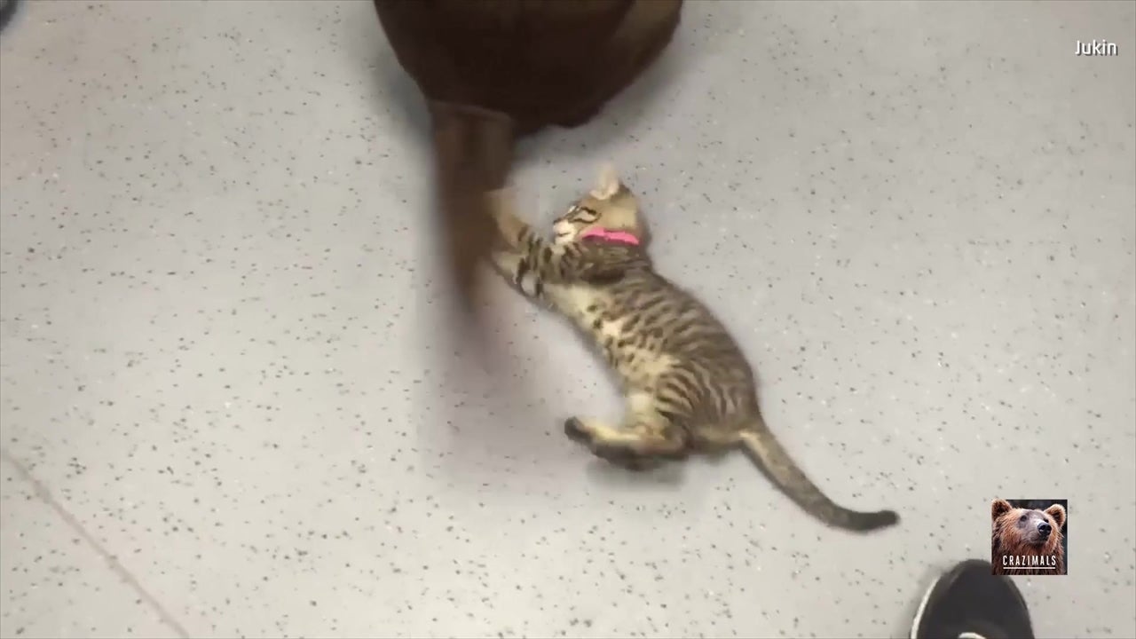 Dog’s Tail Mostly Evades Cat