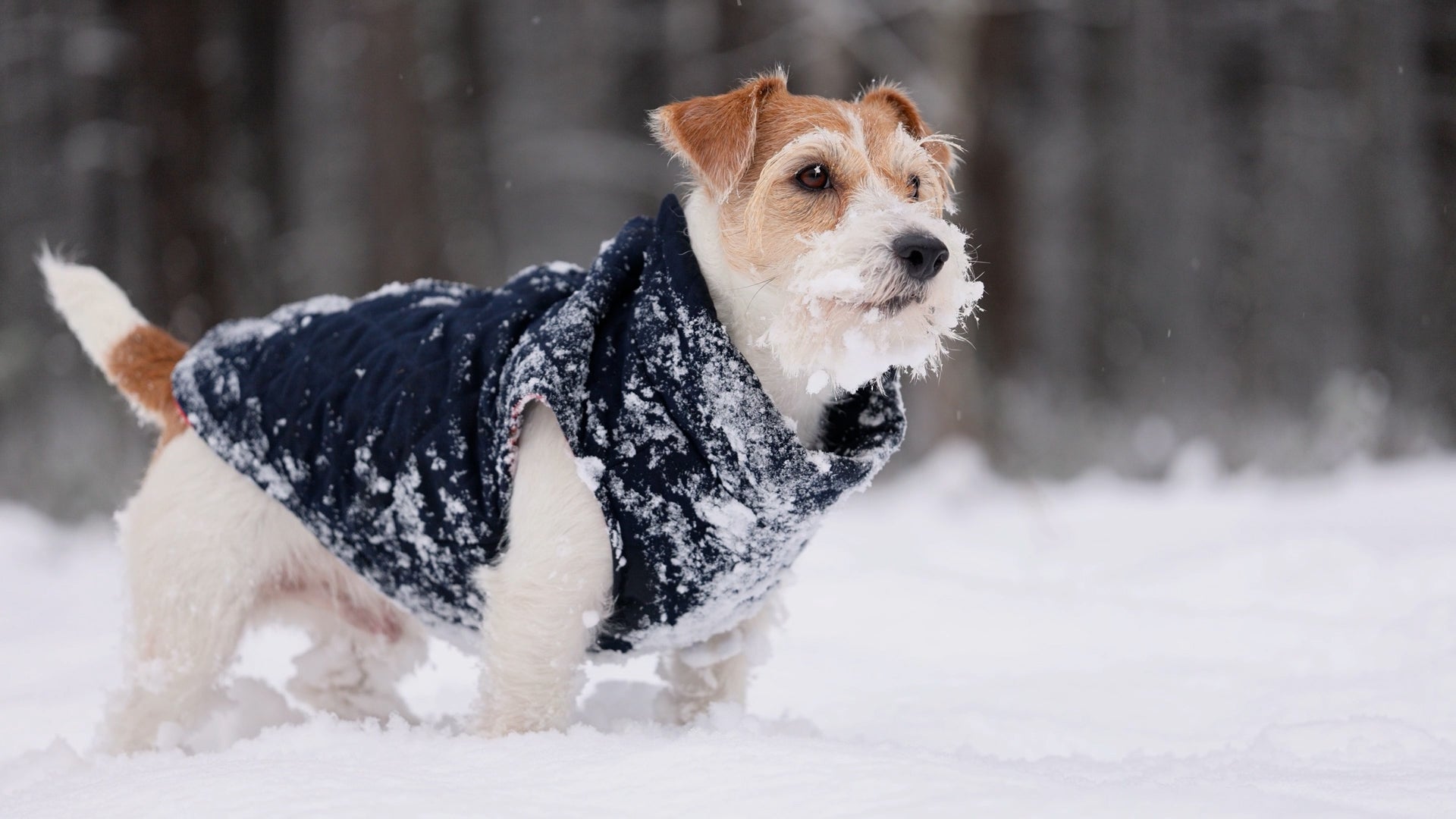 Can dogs get frostbite? Here are signs to watch for and what to do