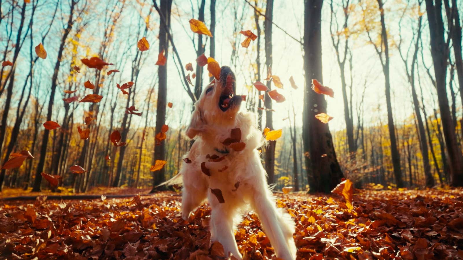 Why fall weather gives your dog more energy and zoomies