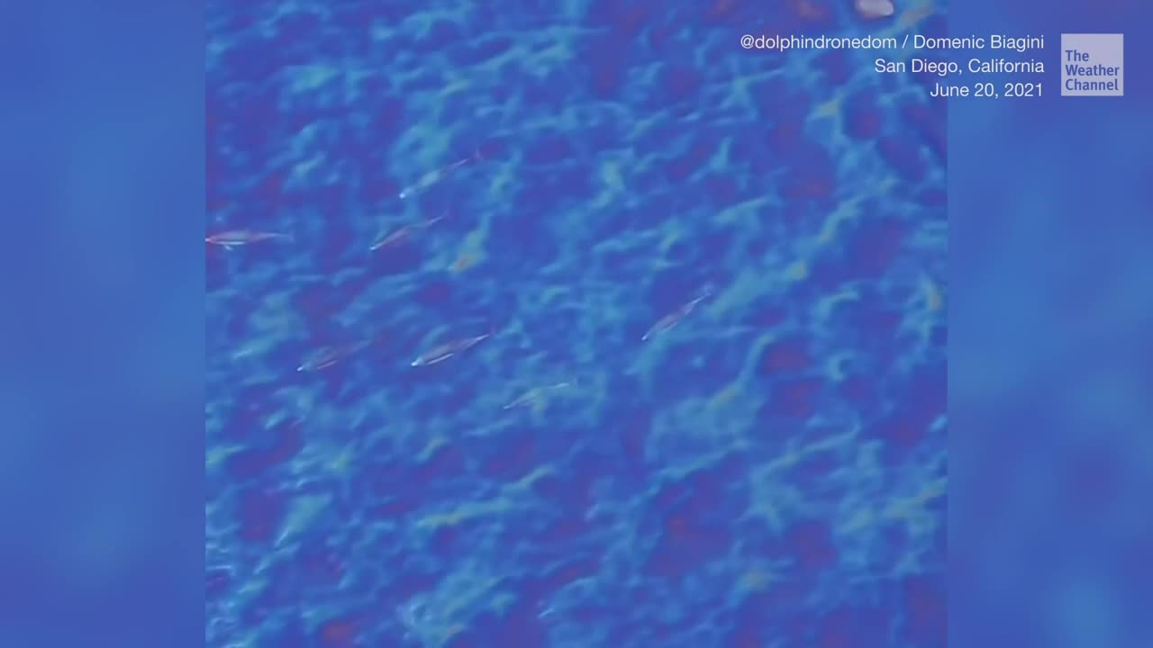 Dolphins Seen Swimming Through Oil Slick Off San Diego