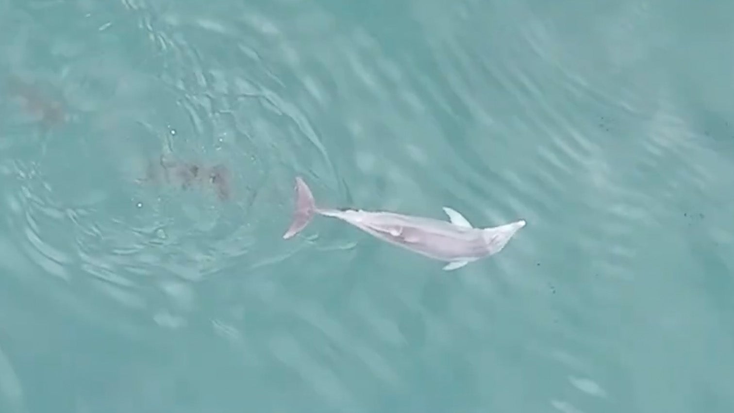 dolphins shelling