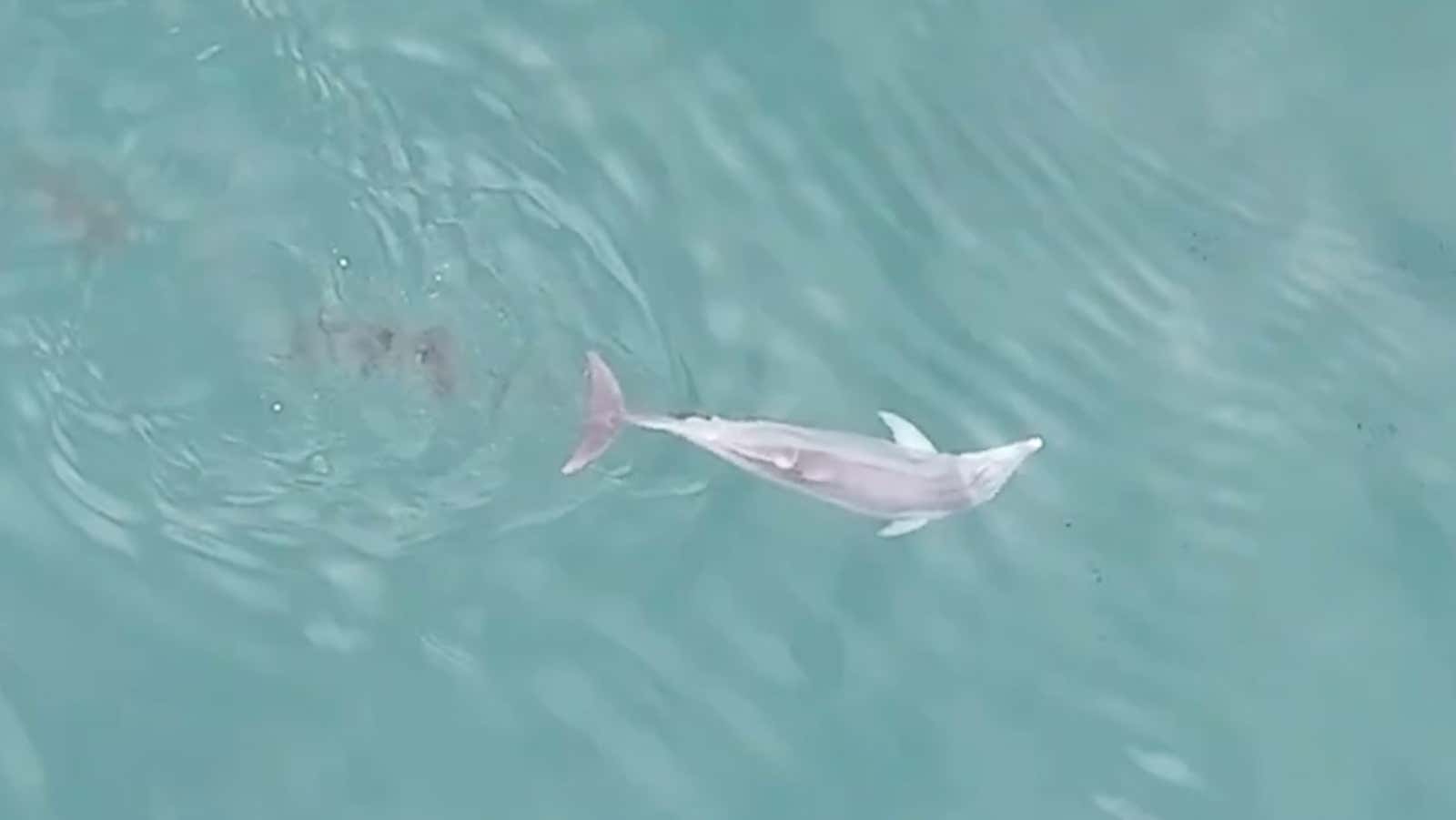 dolphins shelling