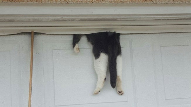 Dramatic and Hilarious Cat Rescue