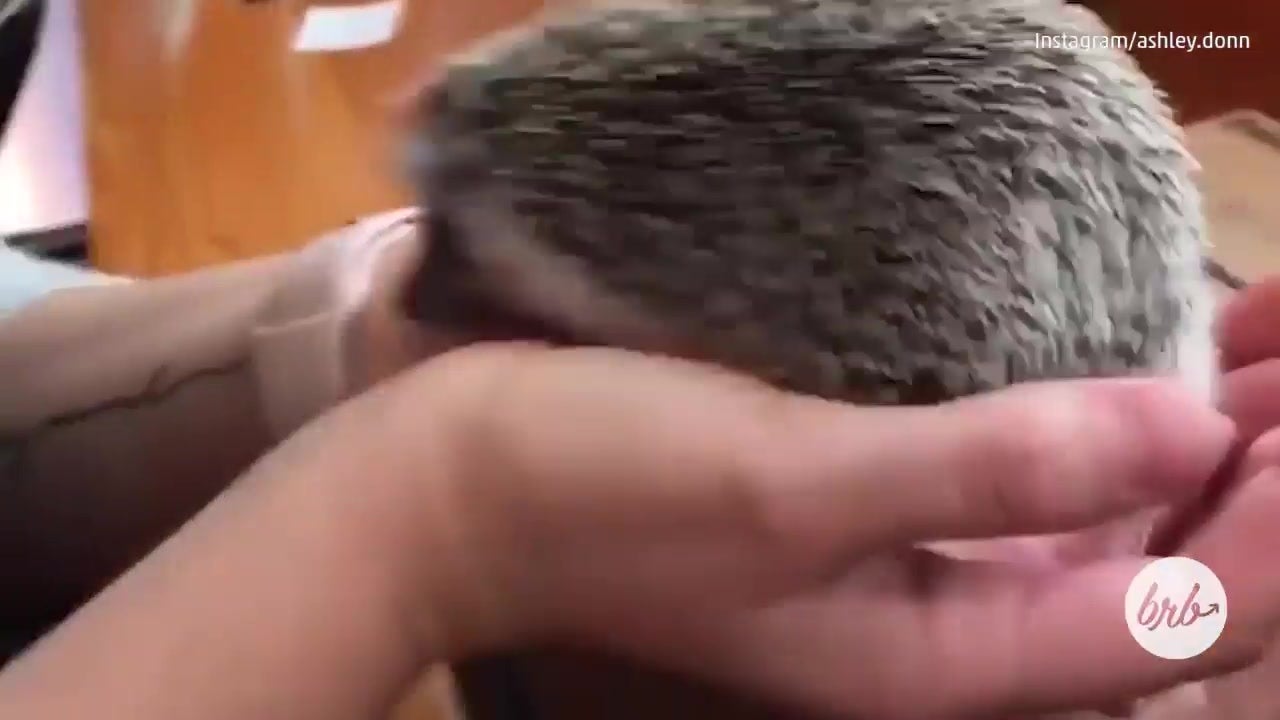 Drinking Coffee And Playing With Hedgehogs