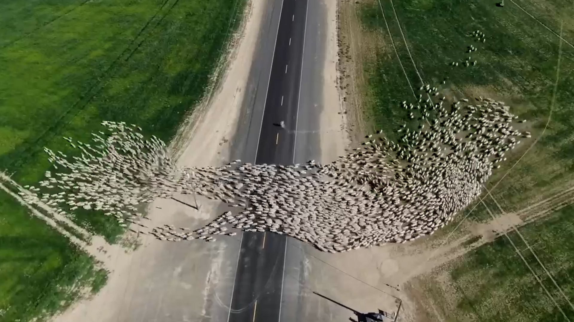Drone Video Captures Massive Sheep Crossing