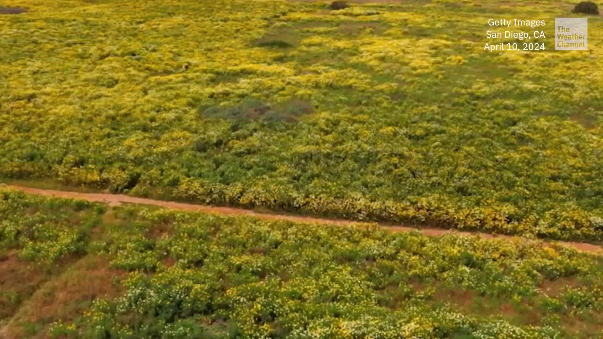 Drone Video Shows Gorgeous California Wildflowers