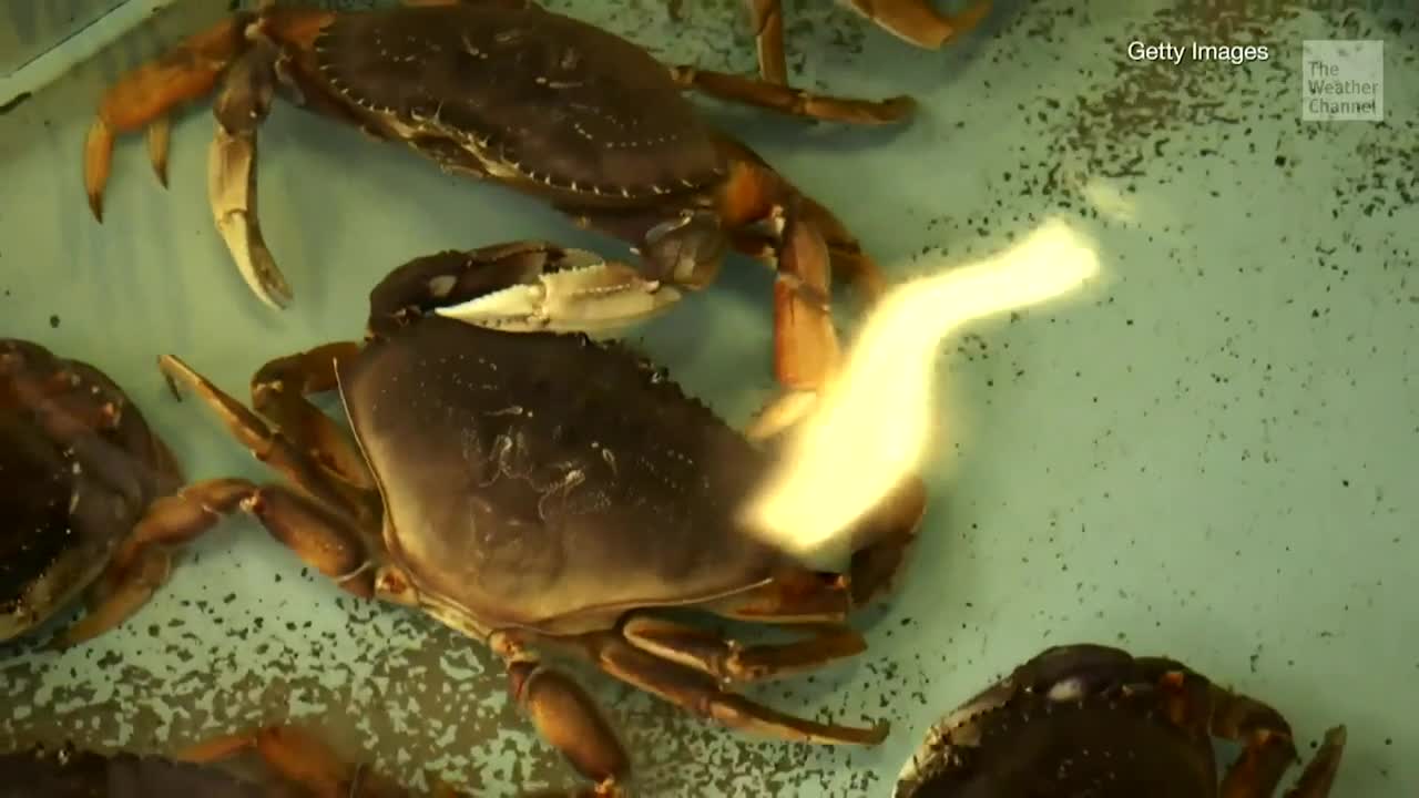 Dungeness Crabs Losing Shells Due to Climate Change