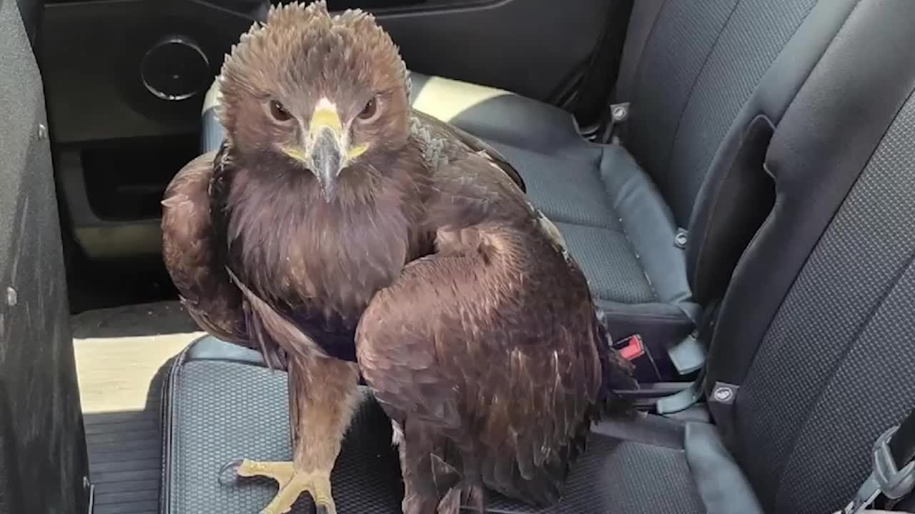 Eagle Rescued After Being Found Under Arizona Deputy&rsquo;s SUV