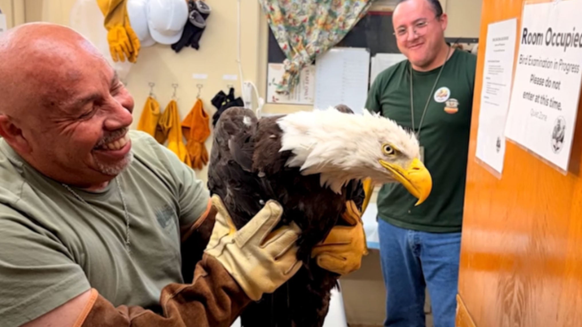 eagle after being rescued