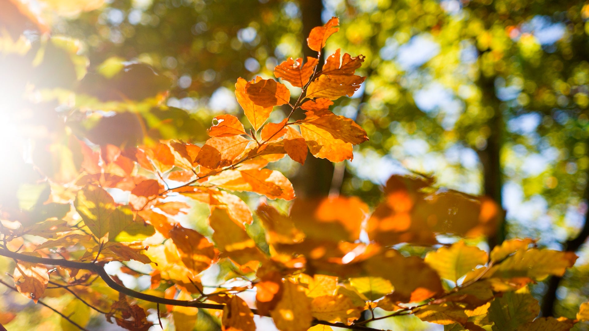 5 backyard signals that forecast your fall foliage this year