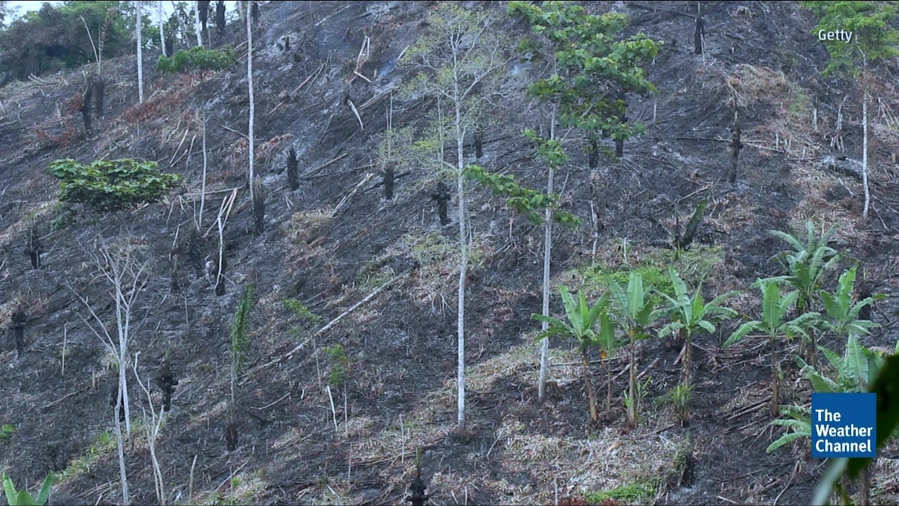 Earth Lost 40 Football Field's Worth of Trees Every Second in 2017