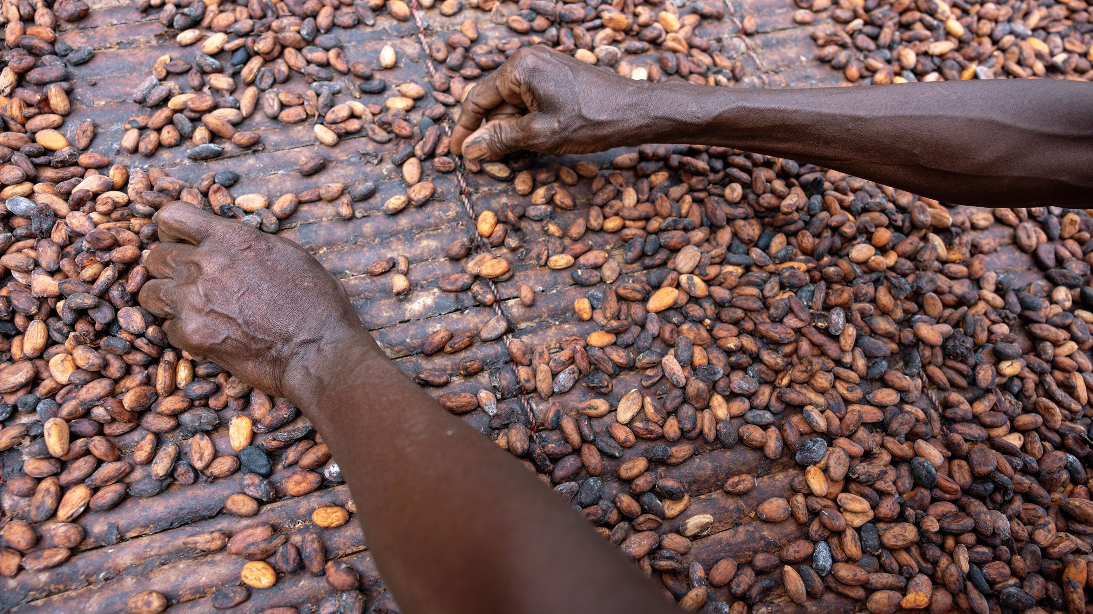 A farmer sorting through a heap of cocoa beans in Ghana.