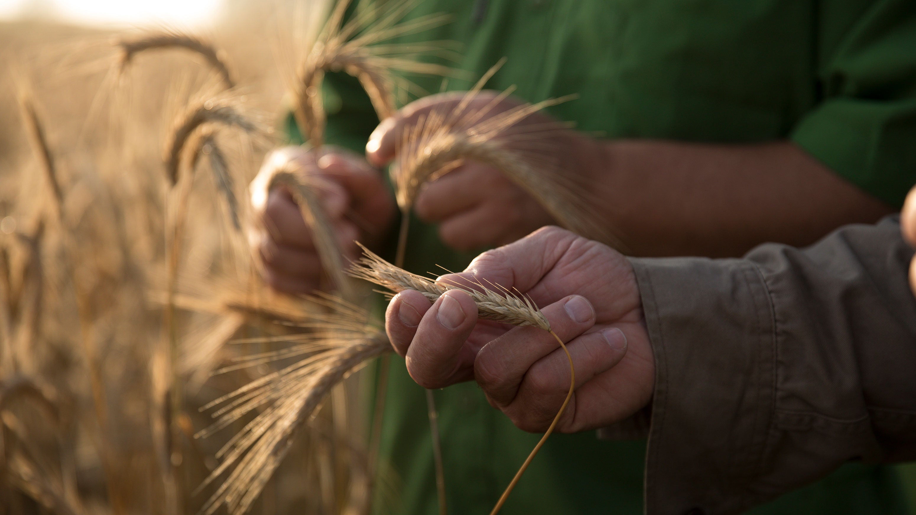 A wheat field in the U.S.