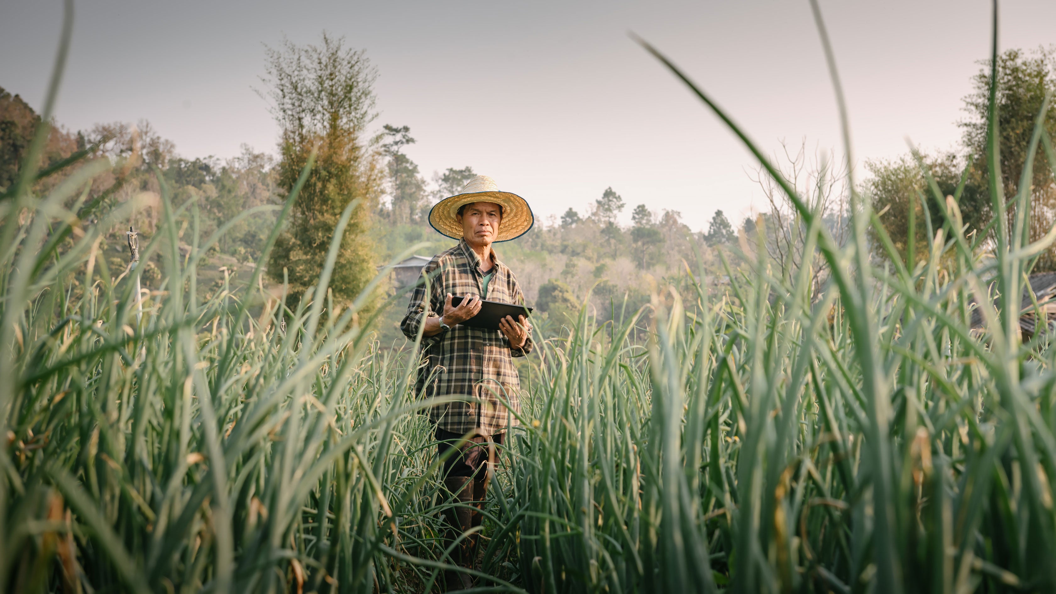 A sugar farmer in Thailand.