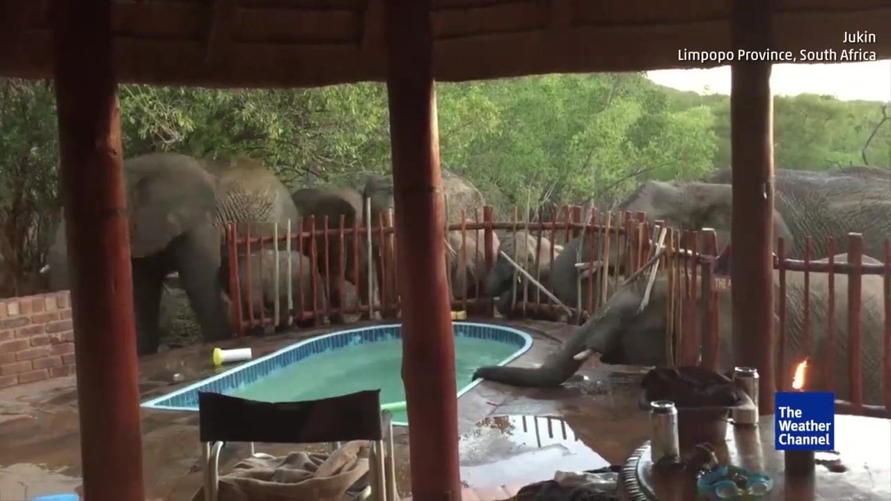 Elephants Drink Too Much at Pool Party