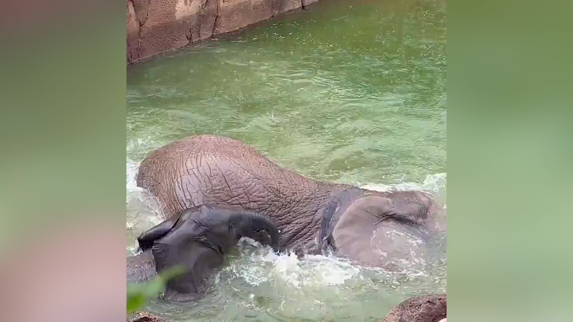 Elephants Splash Around In Texas Rain