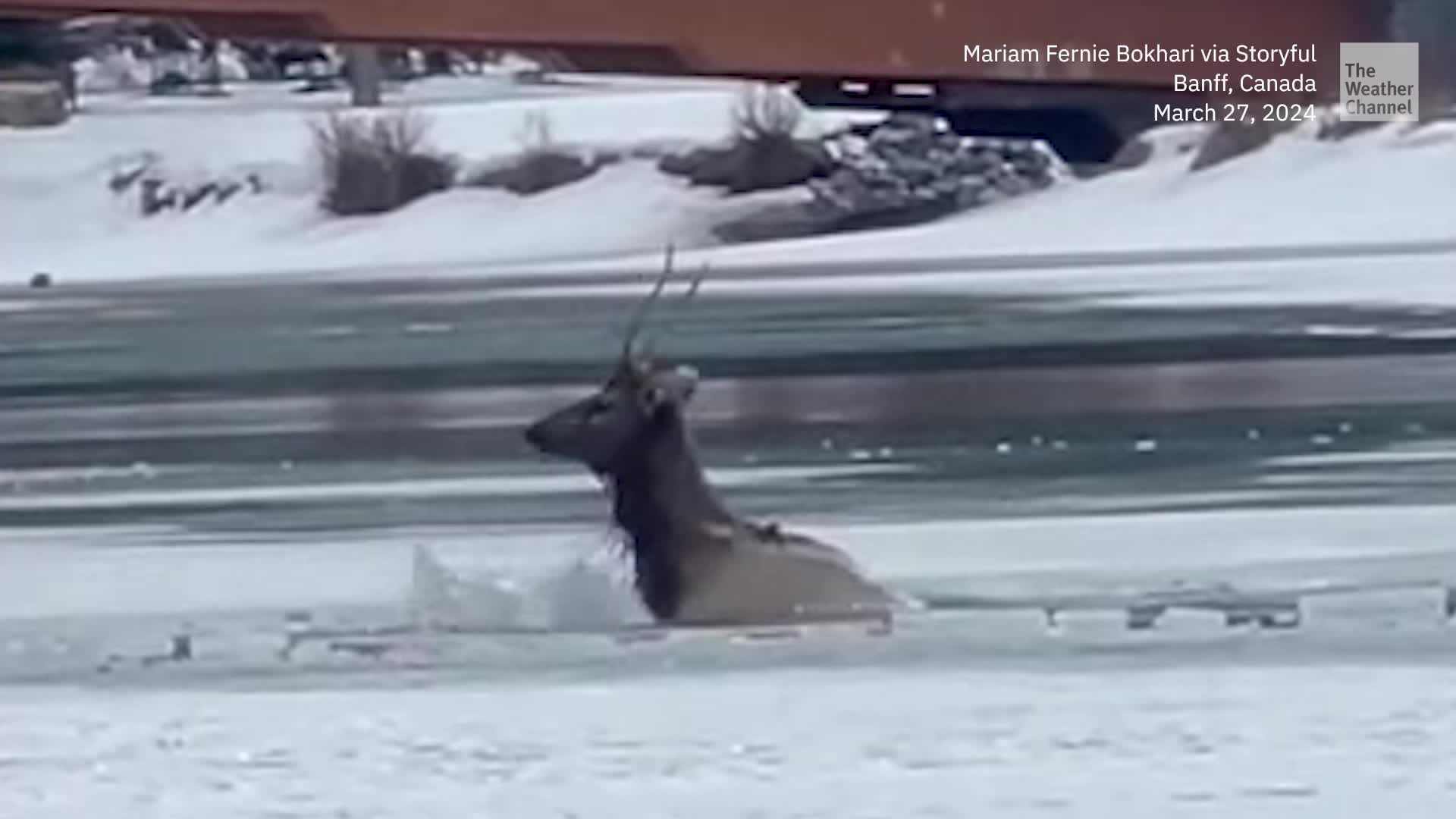 Elk Rescue Saga Takes Place In Icy Canadian River