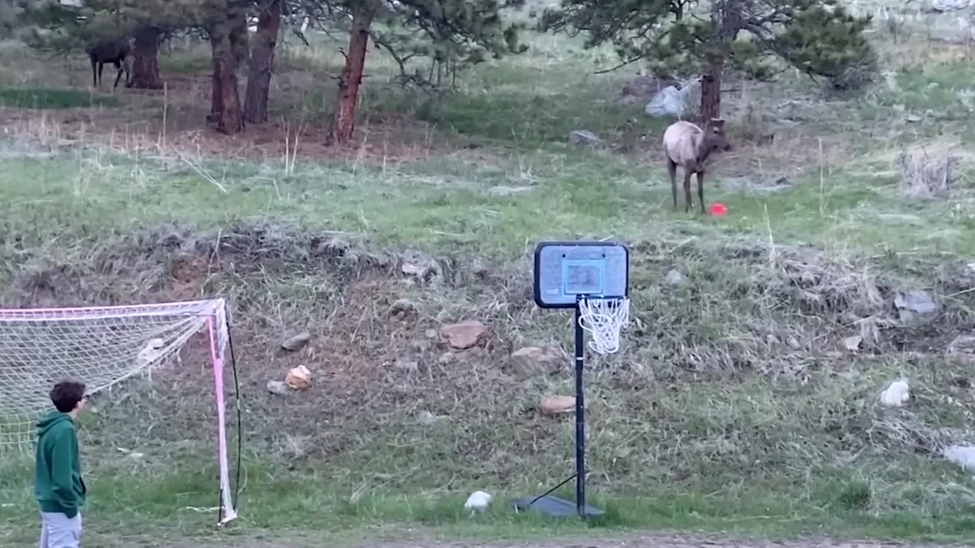 Elk Shows Off Soccer Moves In Colorado