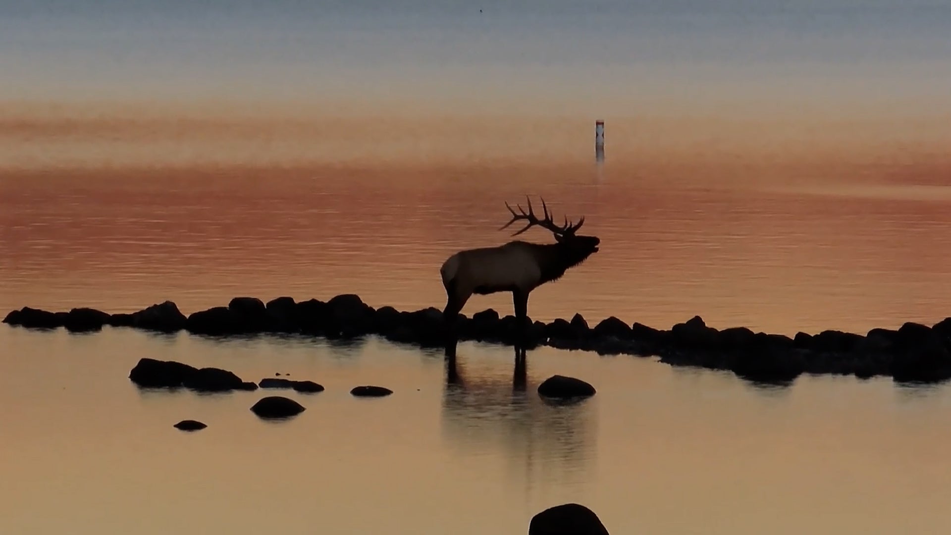 Bull elk wades through Yellowstone Lake with a sunset sky