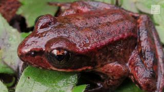 Endangered Frogs Delay Wildfire Cleanup in Paradise, CA