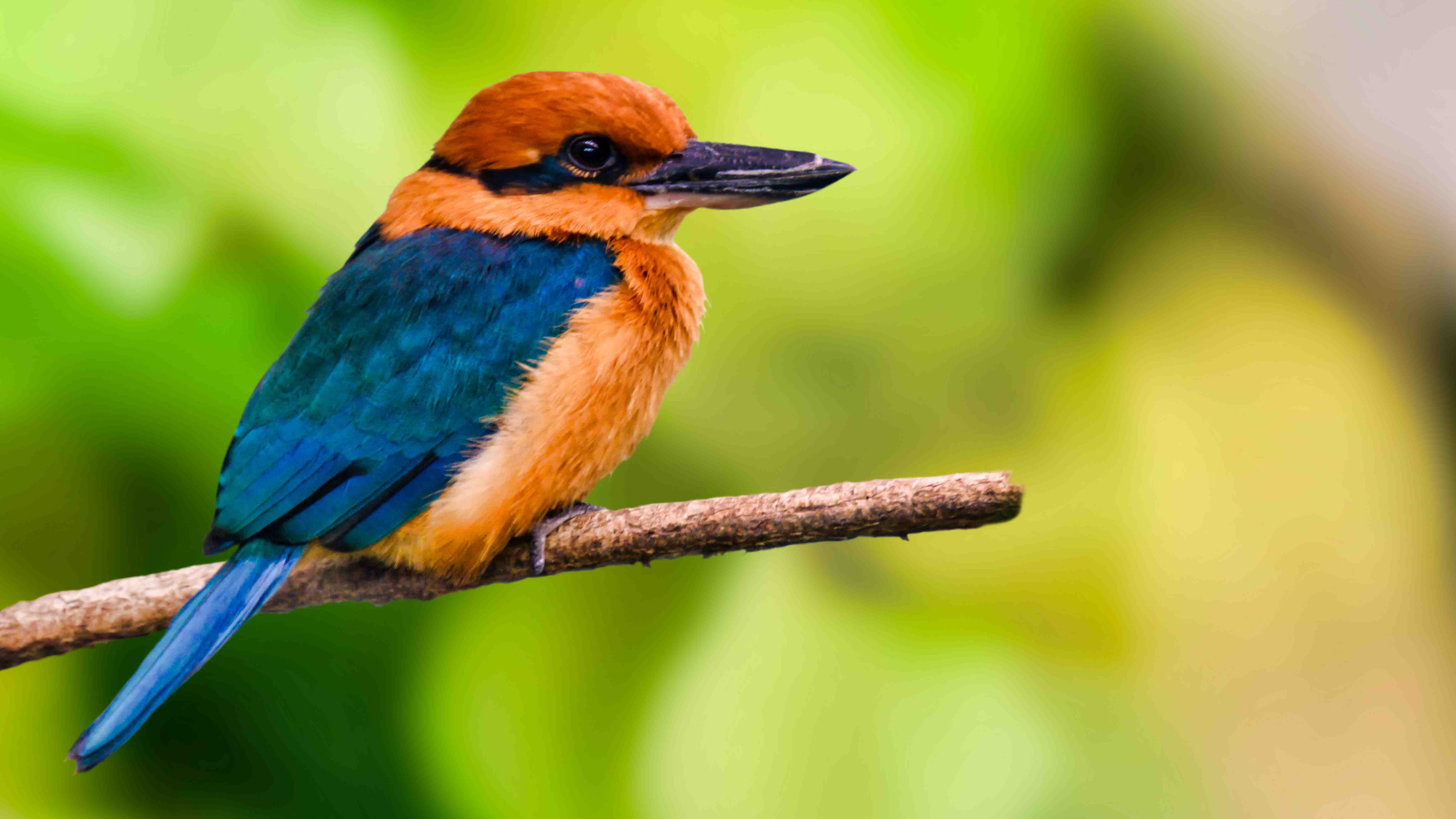 Colorful kingfisher with orange head and blue wings perched on a branch against a blurred green background