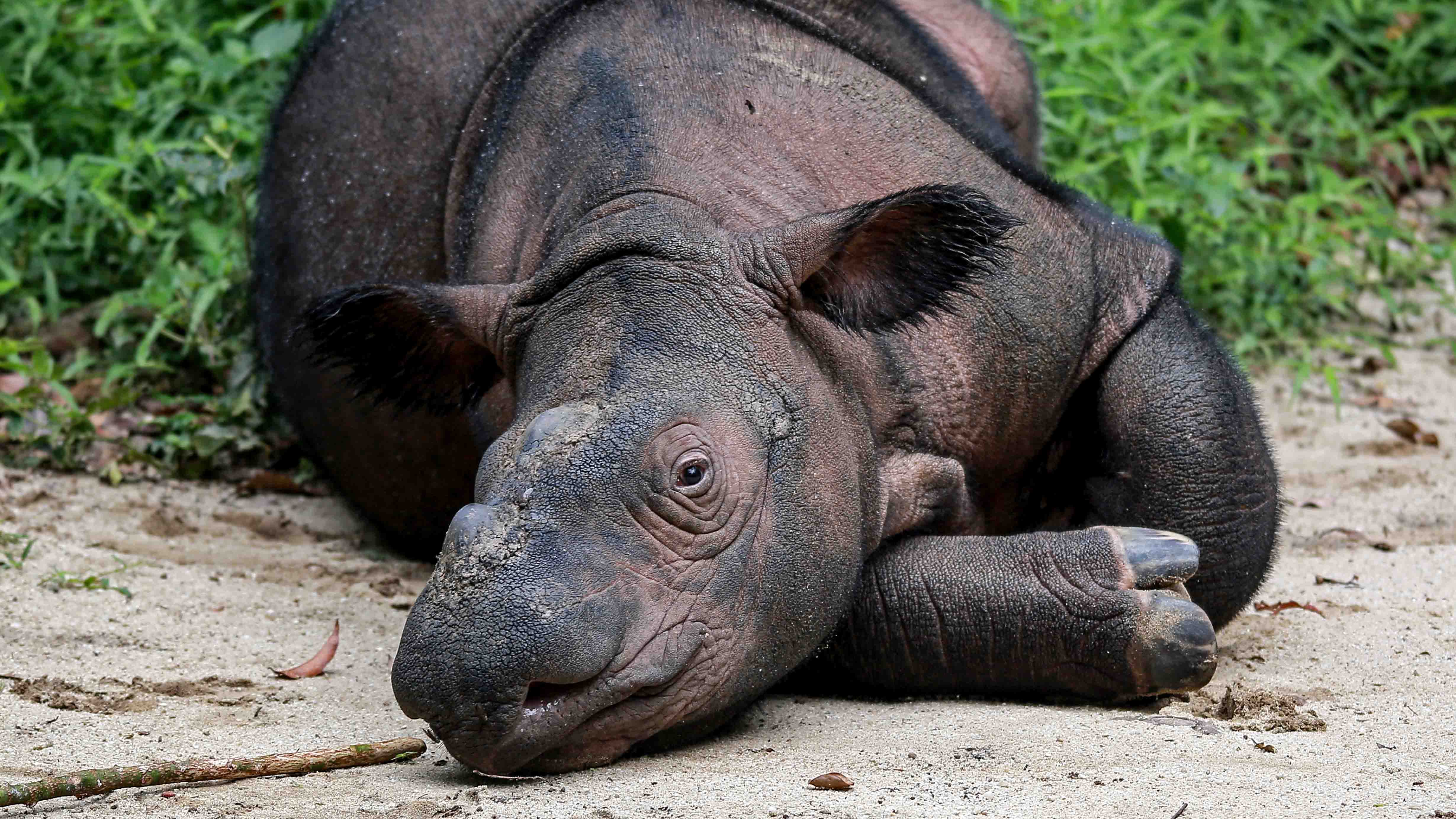 Indra, a one-year-old male Sumatran rhinoceros rests at the Sumatran Rhino Sanctuary (SRS) in Way Kambas National Park, Lampung province on February 16, 2025. (Photo by PERDIANSYAH / AFP)