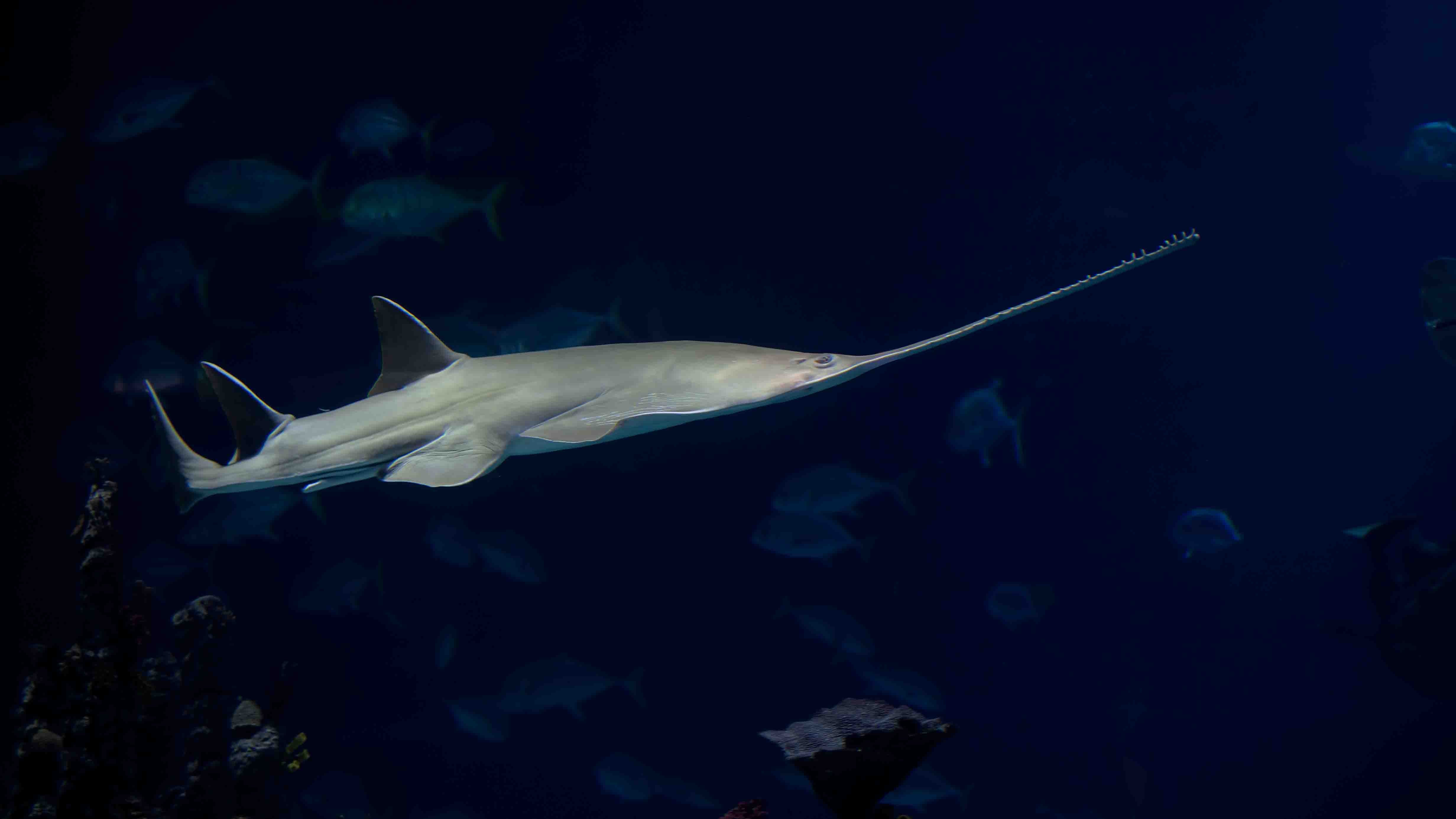 A green saw fish swimming with a dark background