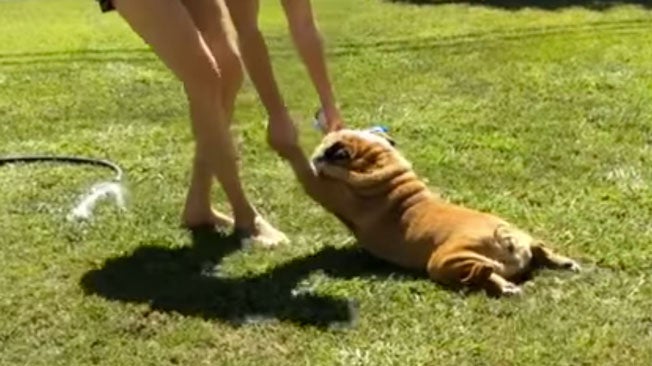 English Bulldog Dragged to Bath